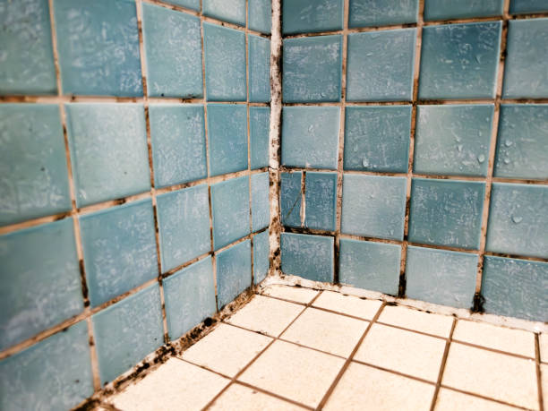 Best Mold Damage Restoration  in South Park, WY